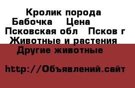Кролик порода “Бабочка“ › Цена ­ 800 - Псковская обл., Псков г. Животные и растения » Другие животные   